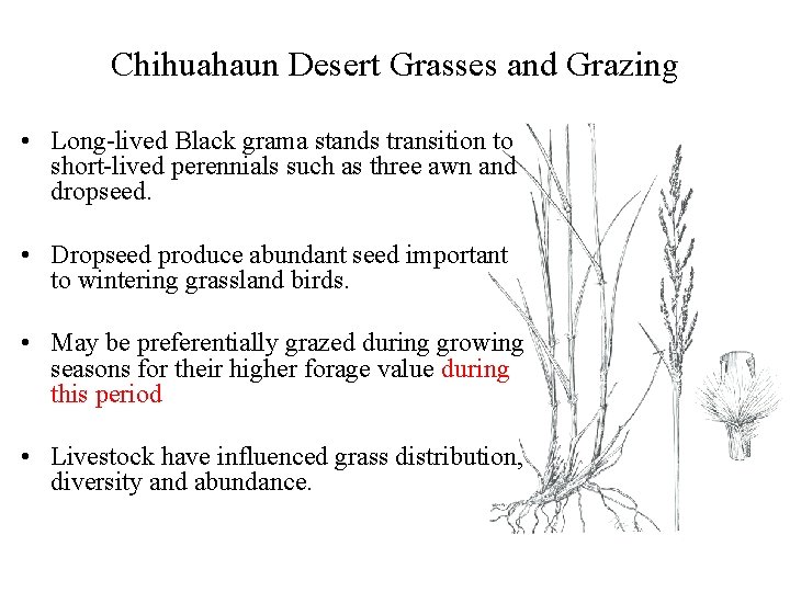 Chihuahaun Desert Grasses and Grazing • Long-lived Black grama stands transition to short-lived perennials