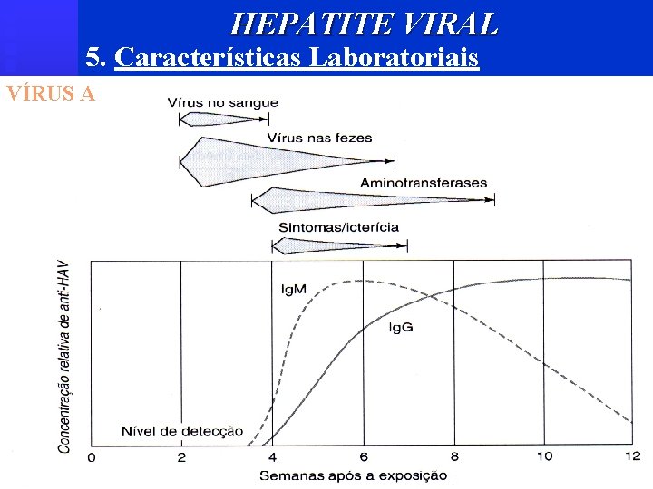 HEPATITE VIRAL 5. Características Laboratoriais VÍRUS A 