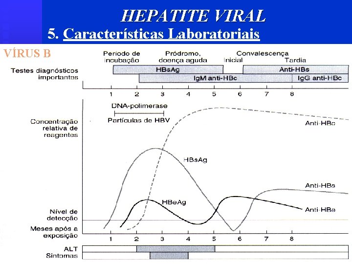 HEPATITE VIRAL 5. Características Laboratoriais VÍRUS B 