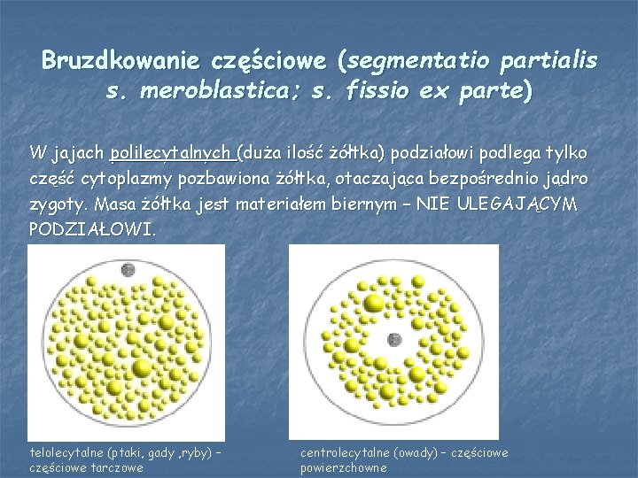 Bruzdkowanie częściowe (segmentatio partialis s. meroblastica; s. fissio ex parte) W jajach polilecytalnych (duża