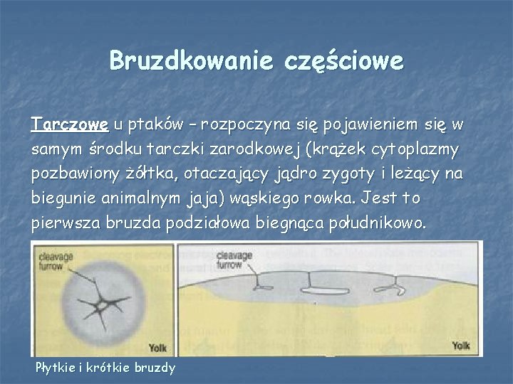 Bruzdkowanie częściowe Tarczowe u ptaków – rozpoczyna się pojawieniem się w samym środku tarczki