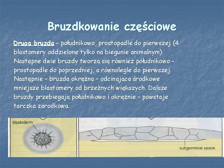 Bruzdkowanie częściowe Druga bruzda – południkowo, prostopadle do pierwszej (4 blastomery oddzielone tylko na