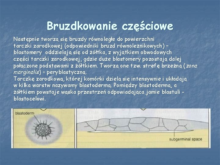 Bruzdkowanie częściowe Następnie tworzą się bruzdy równoległe do powierzchni tarczki zarodkowej (odpowiedniki bruzd równoleżnikowych)