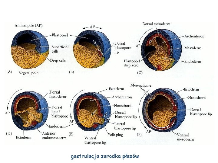 gastrulacja zarodka płazów 