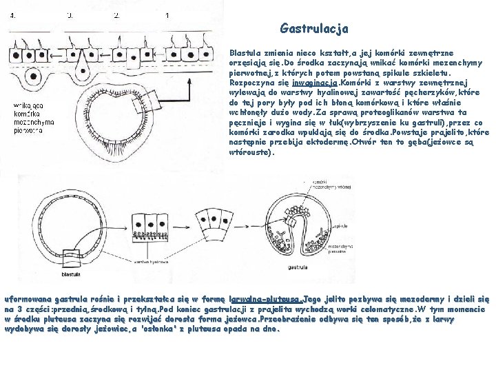 Gastrulacja Blastula zmienia nieco kształt, a jej komórki zewnętrzne orzęsiają się. Do środka zaczynają