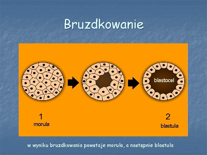 Bruzdkowanie blastocel morula blastula w wyniku bruzdkowania powstaje morula, a następnie blastula 