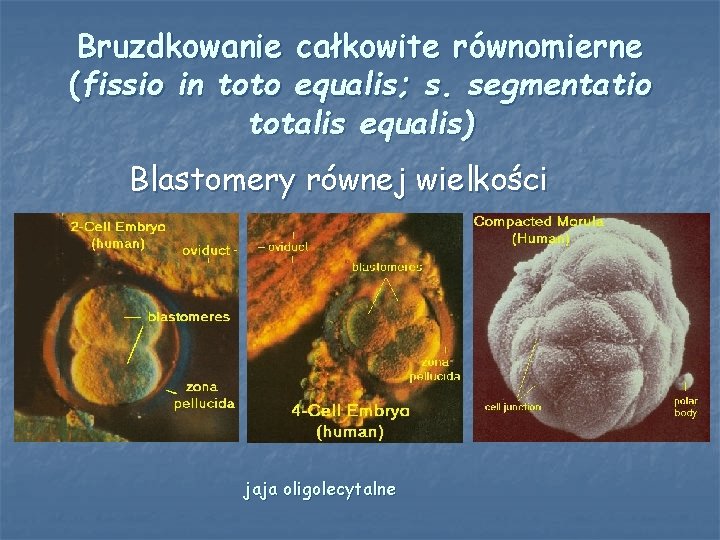 Bruzdkowanie całkowite równomierne (fissio in toto equalis; s. segmentatio totalis equalis) Blastomery równej wielkości