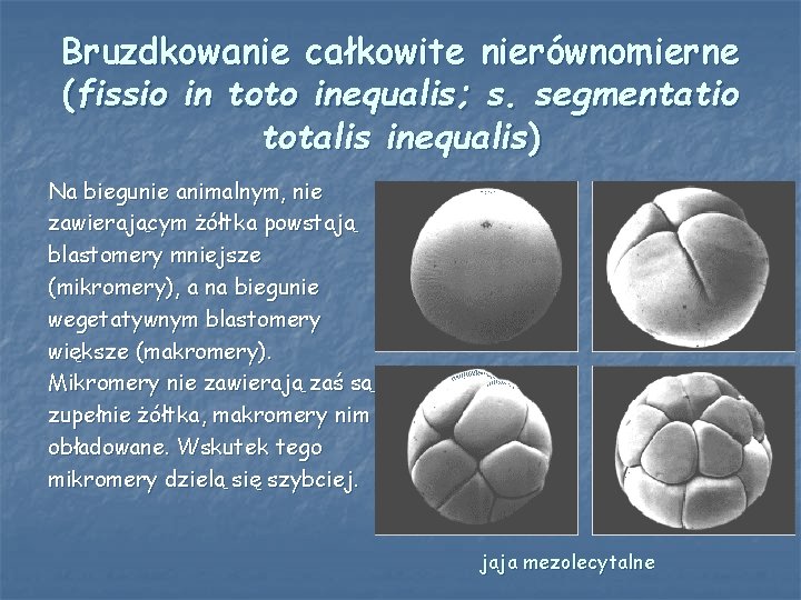 Bruzdkowanie całkowite nierównomierne (fissio in toto inequalis; s. segmentatio totalis inequalis) Na biegunie animalnym,