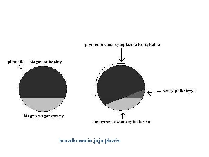 bruzdkowanie jaja płazów 