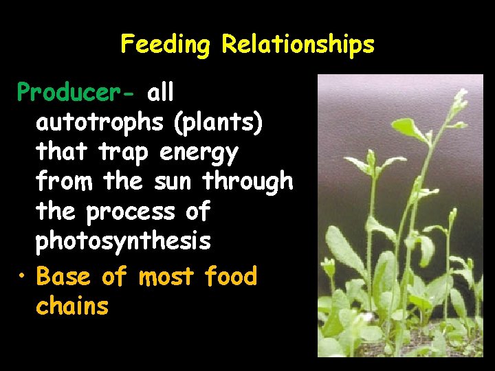 Feeding Relationships Producer- all autotrophs (plants) that trap energy from the sun through the