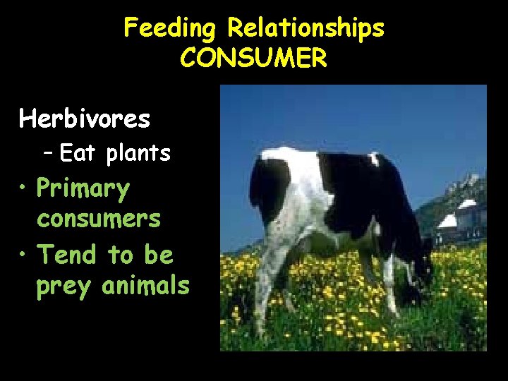 Feeding Relationships CONSUMER Herbivores – Eat plants • Primary consumers • Tend to be