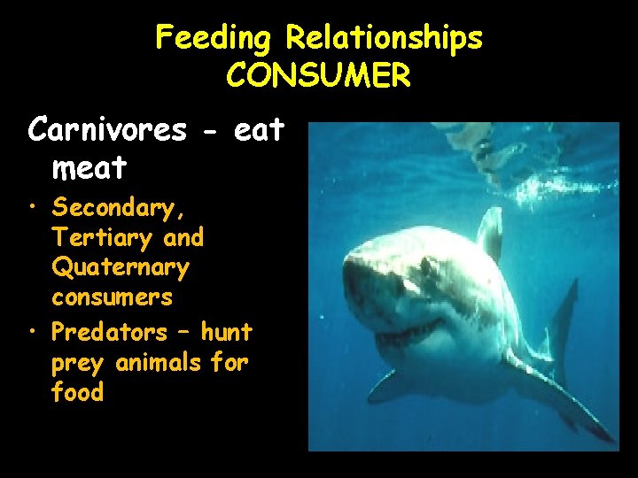 Feeding Relationships CONSUMER Carnivores - eat meat • Secondary, Tertiary and Quaternary consumers •