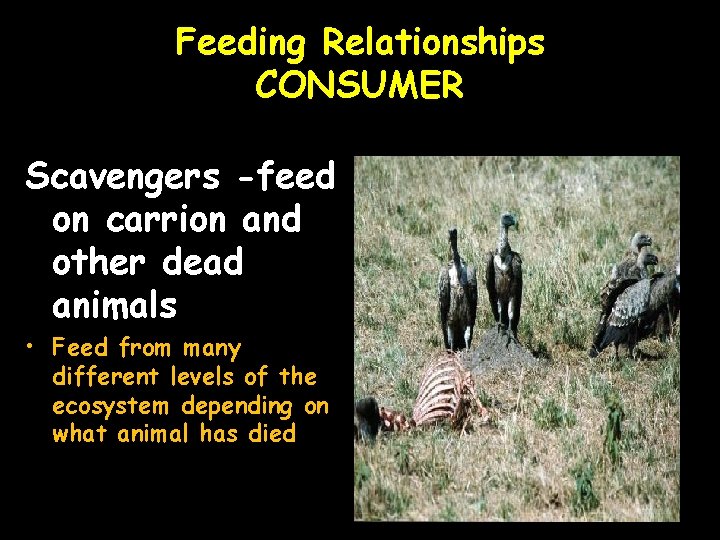 Feeding Relationships CONSUMER Scavengers -feed on carrion and other dead animals • Feed from