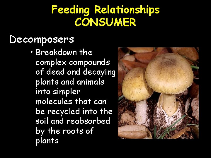 Feeding Relationships CONSUMER Decomposers • Breakdown the complex compounds of dead and decaying plants