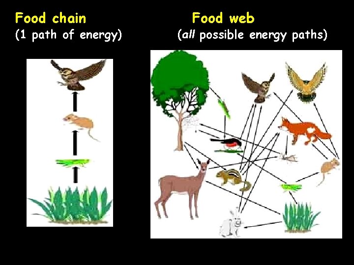 Food chain (1 path of energy) Food web (all possible energy paths) 