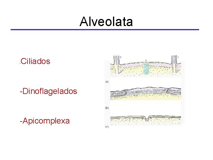 Alveolata - Ciliados -Dinoflagelados -Apicomplexa 