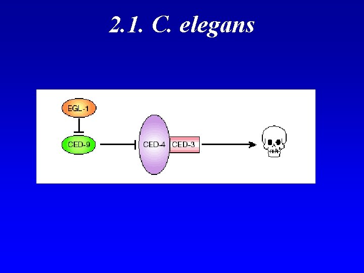 2. 1. C. elegans 