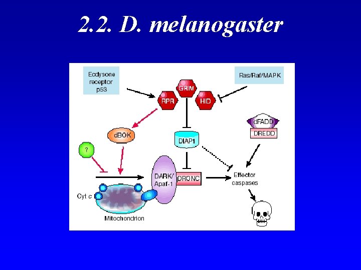 2. 2. D. melanogaster 