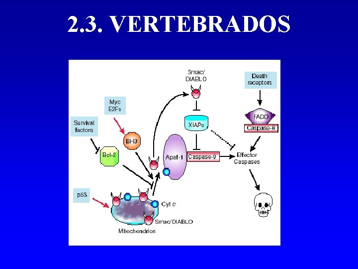 2. 3. VERTEBRADOS 