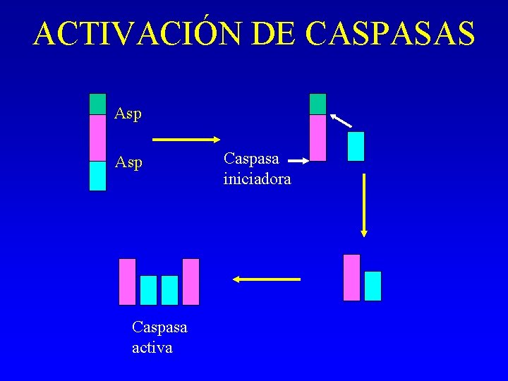 ACTIVACIÓN DE CASPASAS Asp Caspasa activa Caspasa iniciadora 