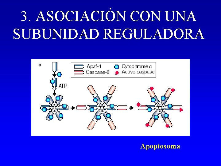 3. ASOCIACIÓN CON UNA SUBUNIDAD REGULADORA Apoptosoma 