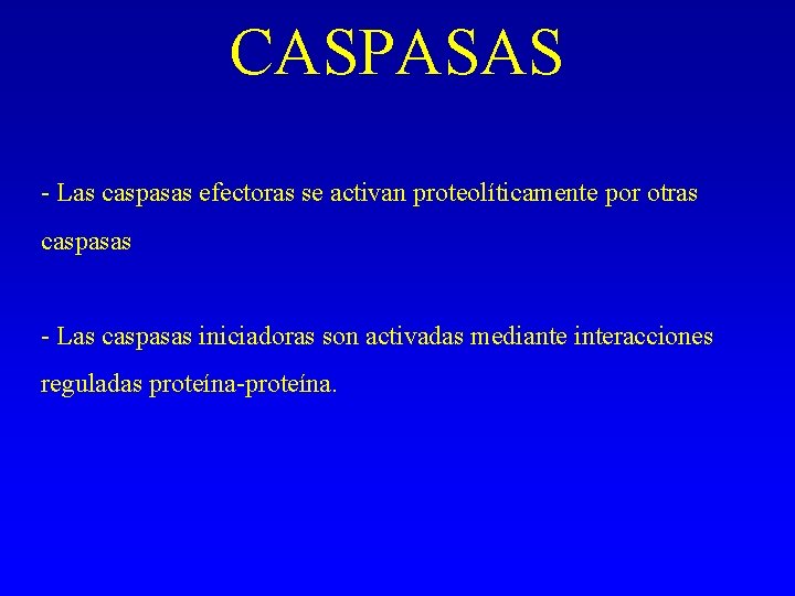 CASPASAS - Las caspasas efectoras se activan proteolíticamente por otras caspasas - Las caspasas