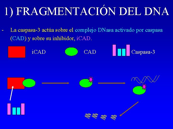 1) FRAGMENTACIÓN DEL DNA - La caspasa-3 actúa sobre el complejo DNasa activado por