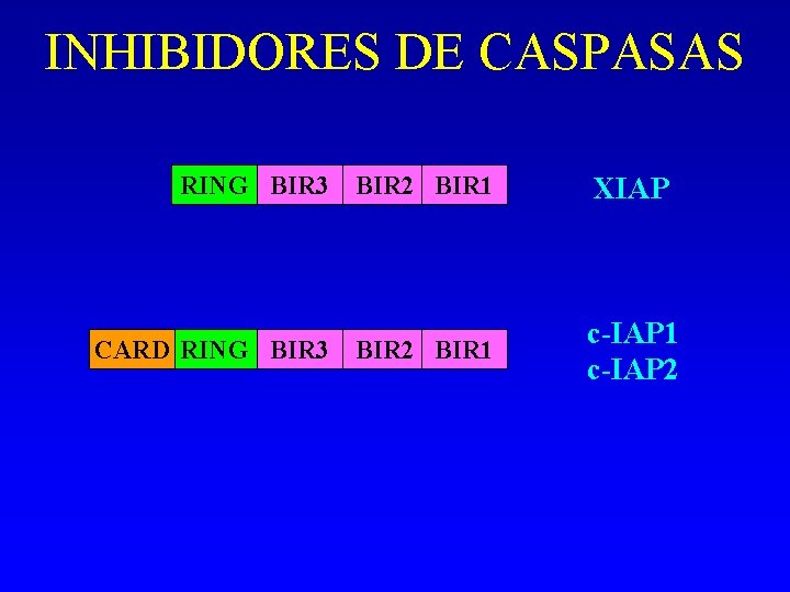 INHIBIDORES DE CASPASAS RING BIR 3 BIR 2 BIR 1 CARD RING BIR 3