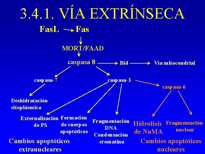 3. 4. 1. VÍA EXTRÍNSECA Fas. L Fas MORT/FAAD caspasa 8 caspasa-7 Bid Vía