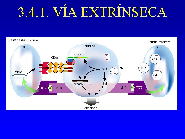 3. 4. 1. VÍA EXTRÍNSECA 