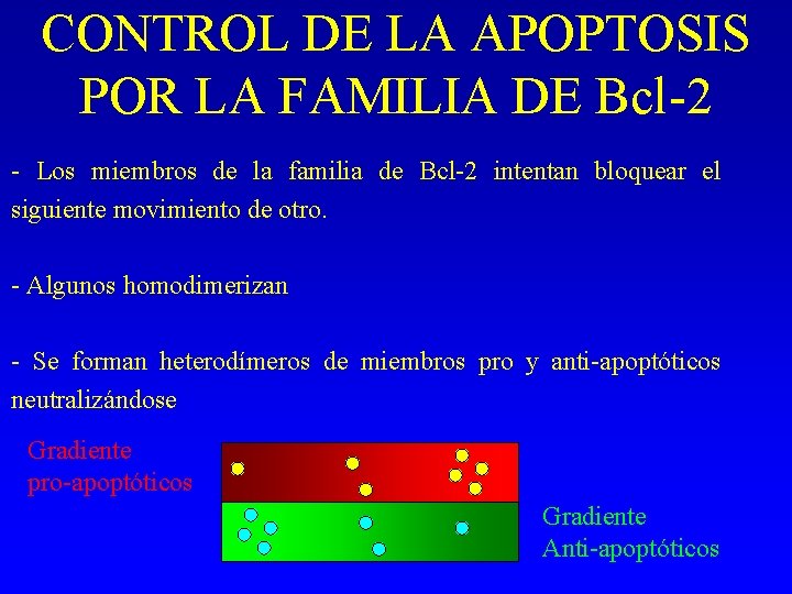 CONTROL DE LA APOPTOSIS POR LA FAMILIA DE Bcl-2 - Los miembros de la