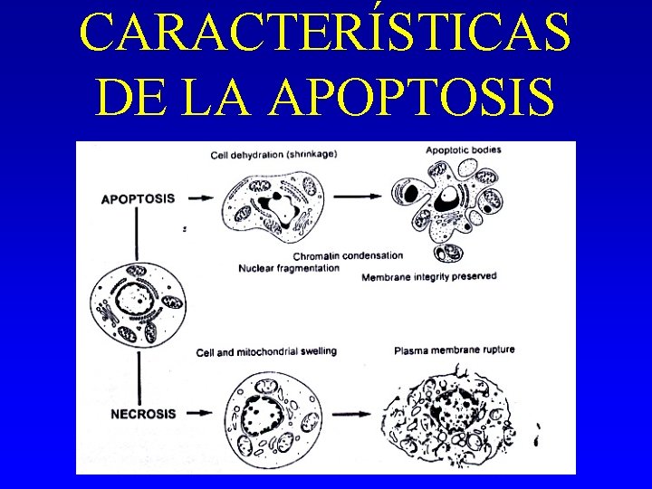 CARACTERÍSTICAS DE LA APOPTOSIS 