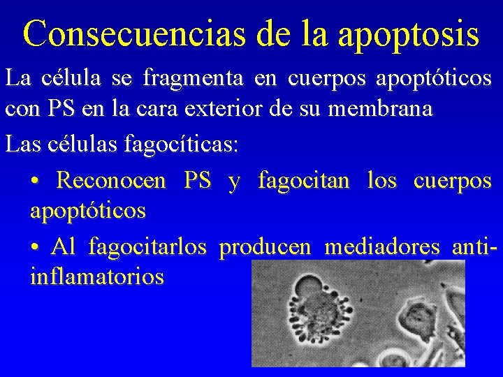 Consecuencias de la apoptosis La célula se fragmenta en cuerpos apoptóticos con PS en