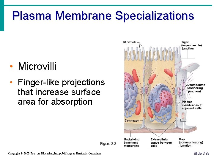 Plasma Membrane Specializations • Microvilli • Finger-like projections that increase surface area for absorption