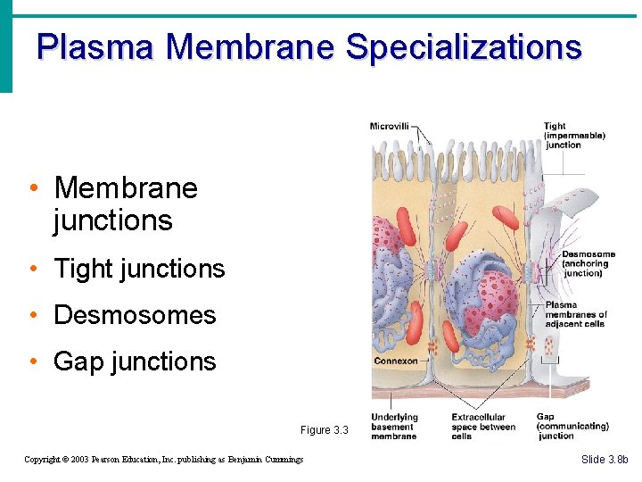 Plasma Membrane Specializations • Membrane junctions • Tight junctions • Desmosomes • Gap junctions