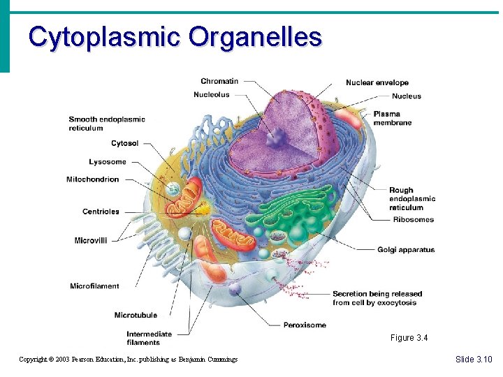 Cytoplasmic Organelles Figure 3. 4 Copyright © 2003 Pearson Education, Inc. publishing as Benjamin