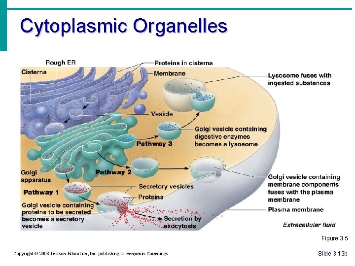 Cytoplasmic Organelles Figure 3. 5 Copyright © 2003 Pearson Education, Inc. publishing as Benjamin