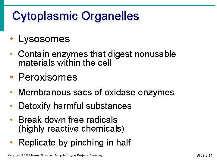 Cytoplasmic Organelles • Lysosomes • Contain enzymes that digest nonusable materials within the cell