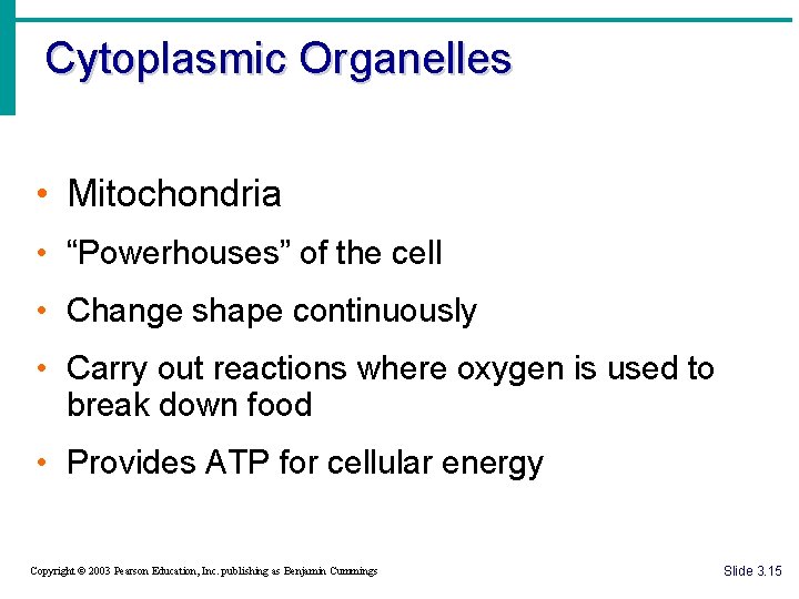 Cytoplasmic Organelles • Mitochondria • “Powerhouses” of the cell • Change shape continuously •