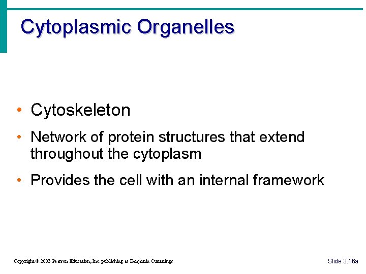 Cytoplasmic Organelles • Cytoskeleton • Network of protein structures that extend throughout the cytoplasm