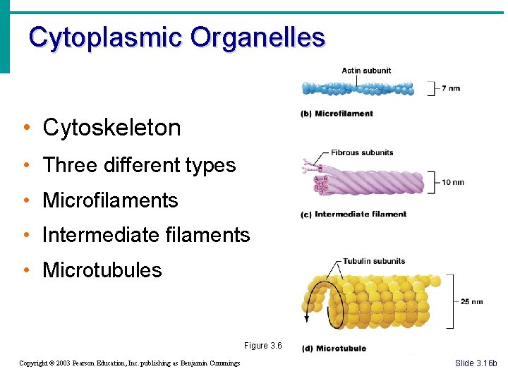 Cytoplasmic Organelles • Cytoskeleton • Three different types • Microfilaments • Intermediate filaments •