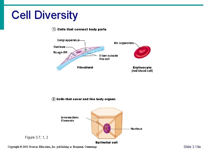 Cell Diversity Figure 3. 7; 1, 2 Copyright © 2003 Pearson Education, Inc. publishing