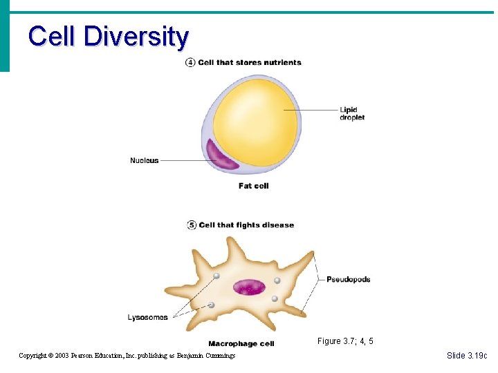 Cell Diversity Figure 3. 7; 4, 5 Copyright © 2003 Pearson Education, Inc. publishing