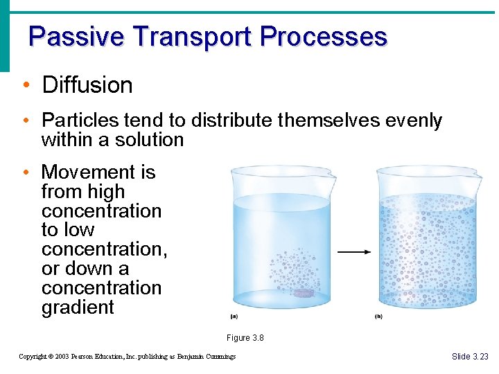 Passive Transport Processes • Diffusion • Particles tend to distribute themselves evenly within a