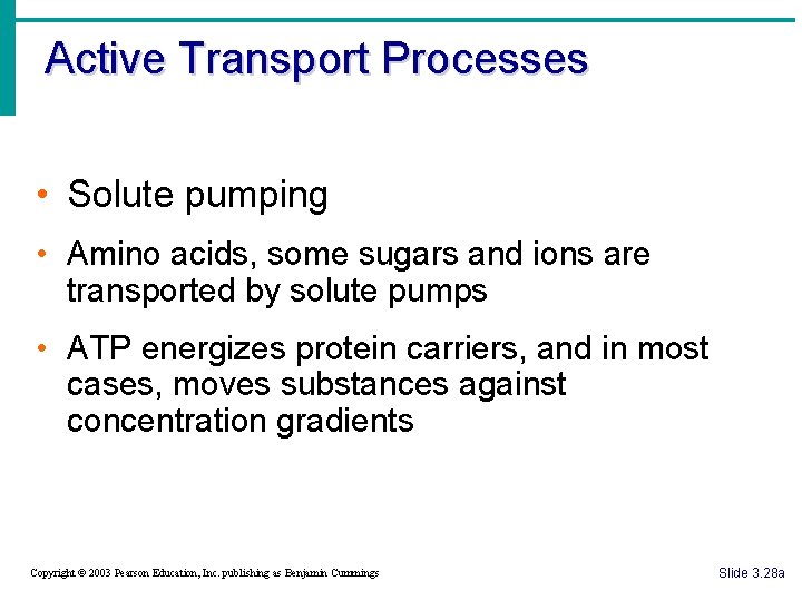 Active Transport Processes • Solute pumping • Amino acids, some sugars and ions are