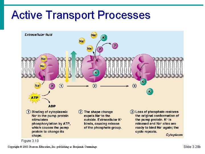 Active Transport Processes Figure 3. 10 Copyright © 2003 Pearson Education, Inc. publishing as