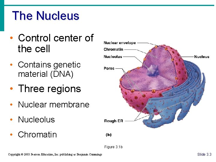 The Nucleus • Control center of the cell • Contains genetic material (DNA) •