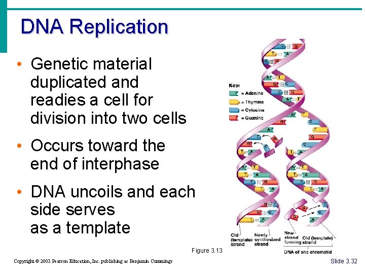 DNA Replication • Genetic material duplicated and readies a cell for division into two