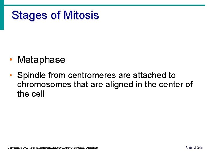 Stages of Mitosis • Metaphase • Spindle from centromeres are attached to chromosomes that