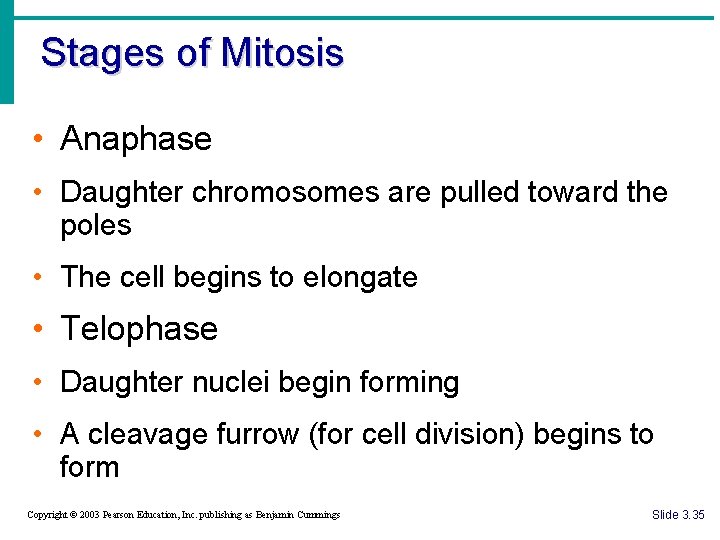 Stages of Mitosis • Anaphase • Daughter chromosomes are pulled toward the poles •
